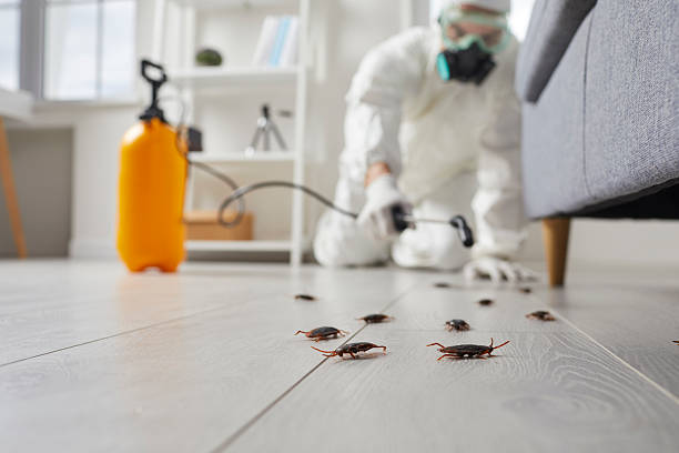 Commercial Kitchen Cockroach Control in Reform